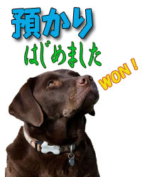 預かりはじめました。