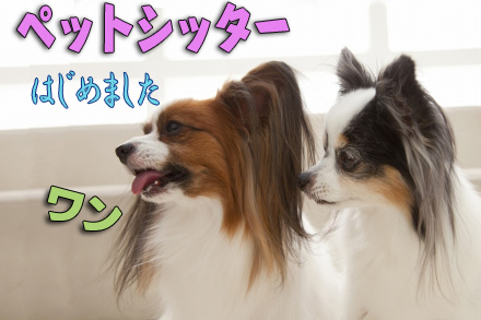 ペットシッターはじめ