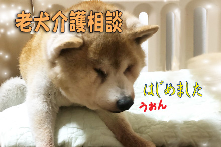 老犬介護相談